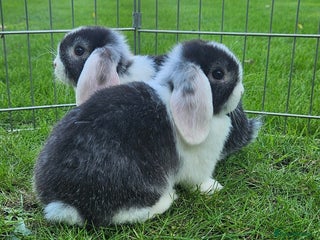 Mini Lop rabbits - Advert 29