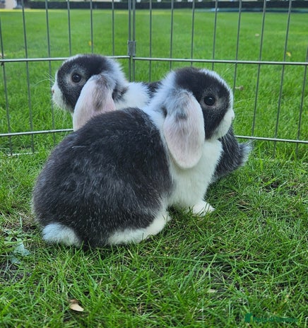 Mini Lop rabbits - Advert 7