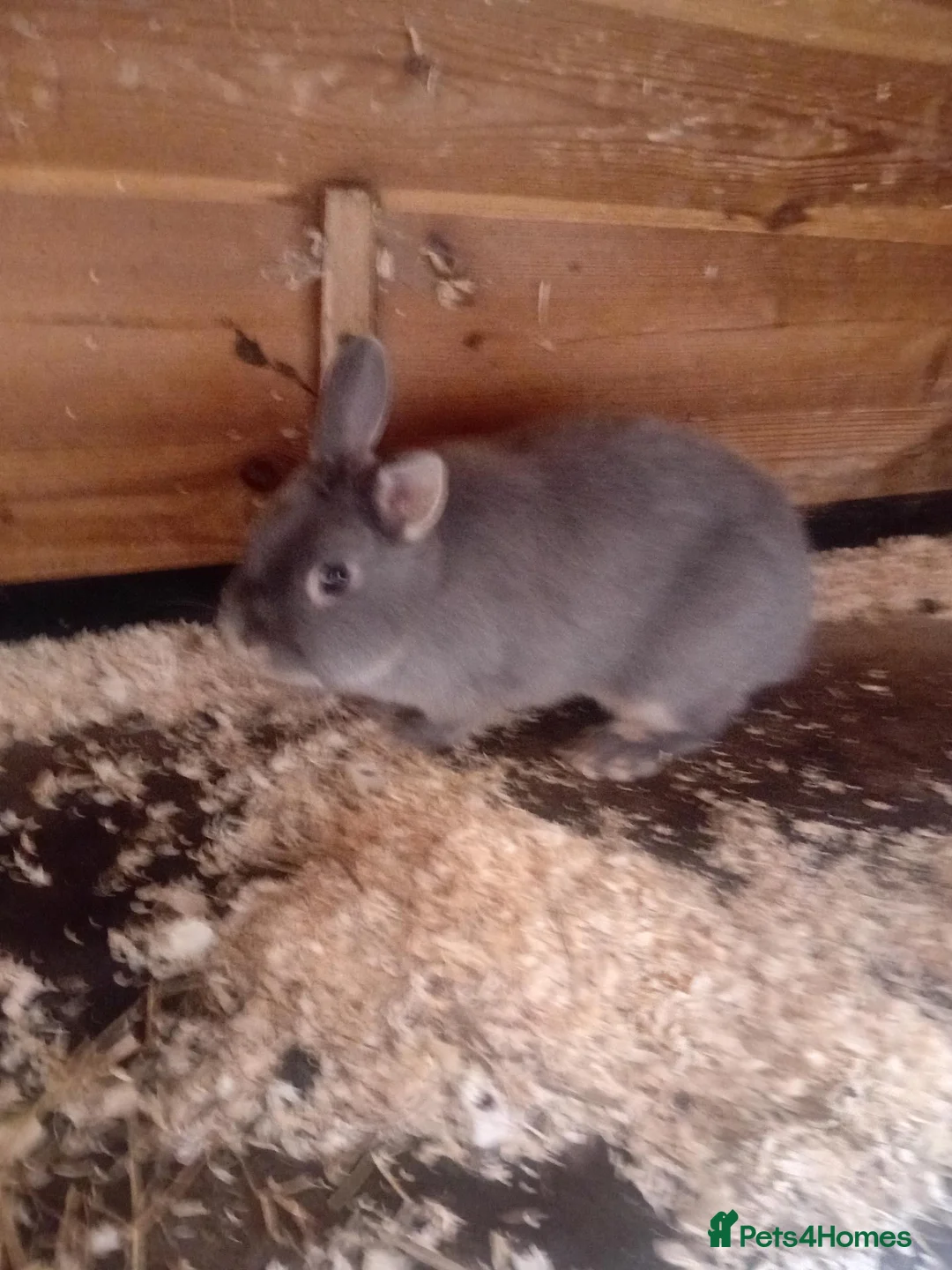 Netherland Dwarf rabbits for sale: Netherland dwarf female - Advert 1