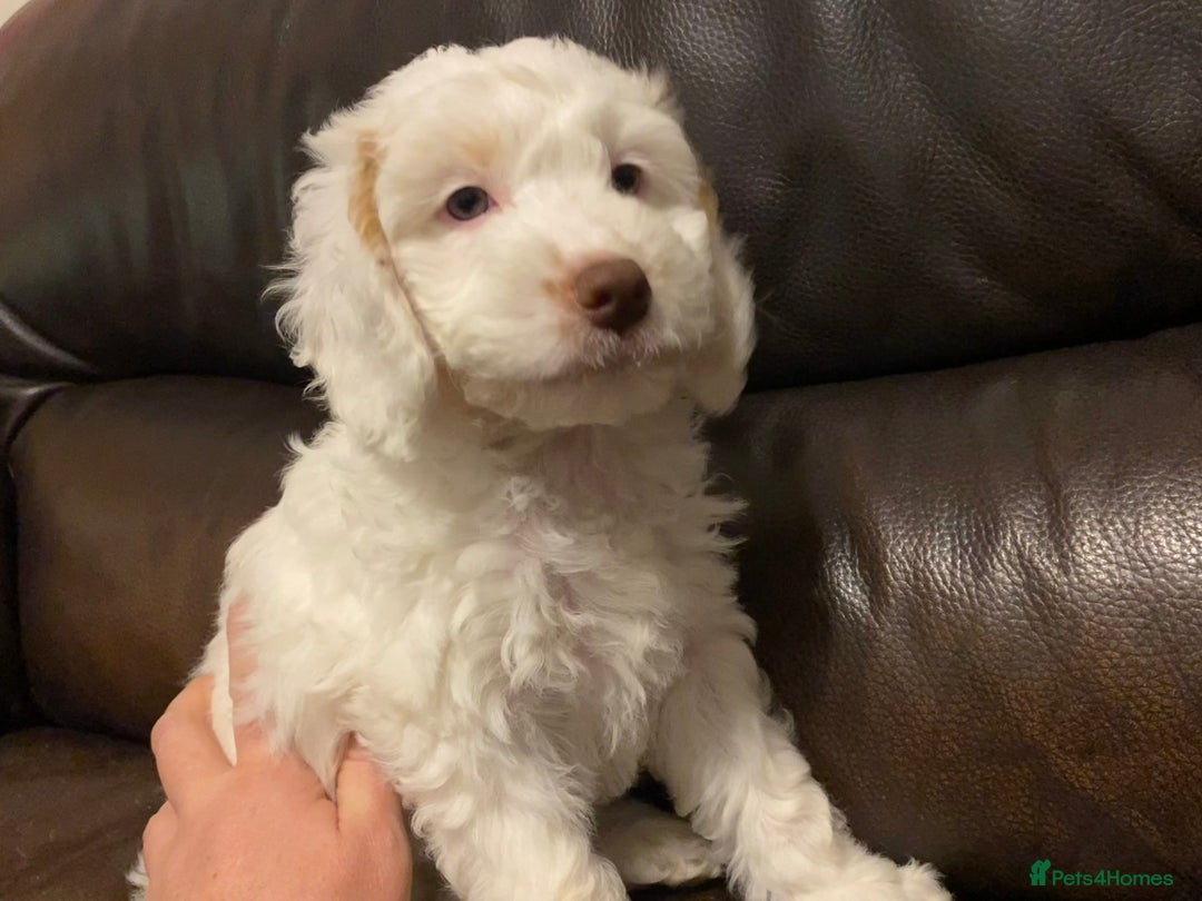 Cockapoo dogs for sale: Beautiful cockapoo puppy’s  - Image 39