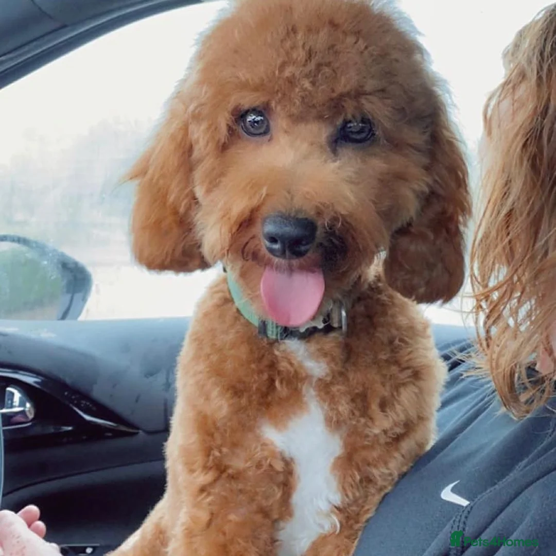 Miniature Poodle dogs for stud: Our Very handsome, charming Red Miniature Poodle  in Warrington - Advert 1