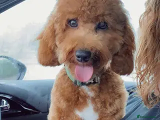 Miniature Poodle dogs Our Very handsome, charming Red Miniature Poodle in Warrington - Advert 11