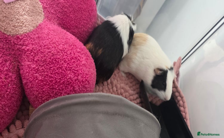 Guinea Pig rodents - Advert 13