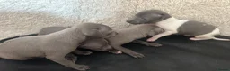 Italian Greyhound dogs for sale: 3 girls 1 boy available  - Advert 13