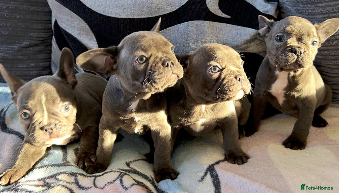 French Bulldog dogs for sale: 4 Solid Blue French Bulldog Girls - Advert 7