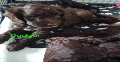 Mixed Breed dogs - Advert 11