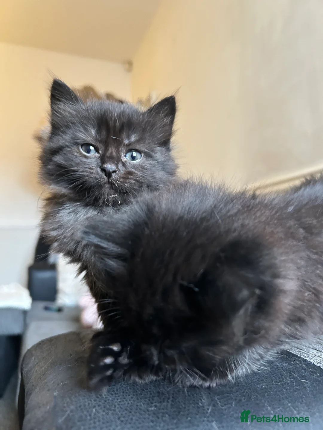 Mixed Breed cats for sale: Two little bundles of joy. - Advert 8