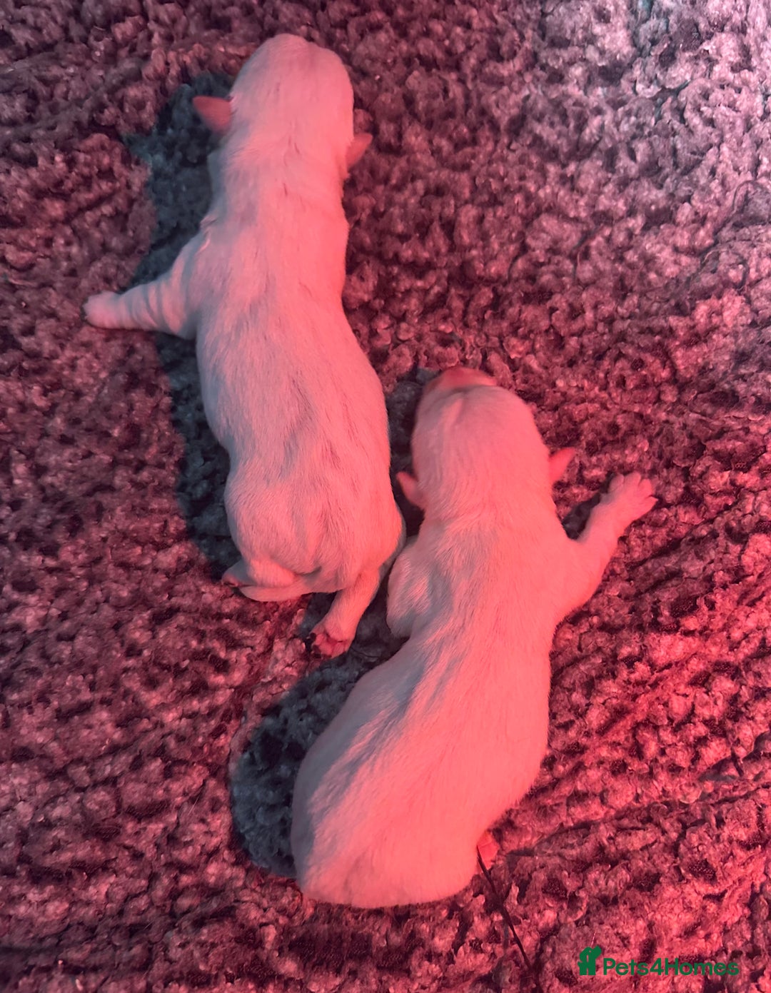West Highland Terrier dogs for sale: KC Reg Westies - Image 2