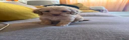 Cockapoo dogs for sale: Toy cockapoo in Nottingham - Advert 20