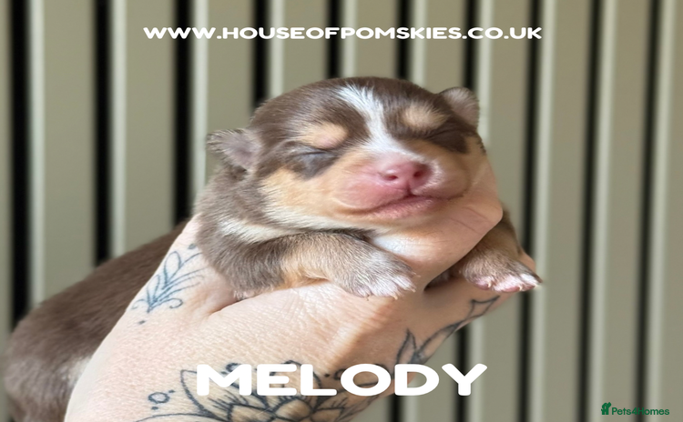 Pomsky dogs F3 Pomsky Puppies - ready after Christmas - Advert 4