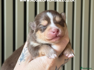 Pomsky dogs F3 Pomsky Puppies - ready 06/01/26 - Advert 3