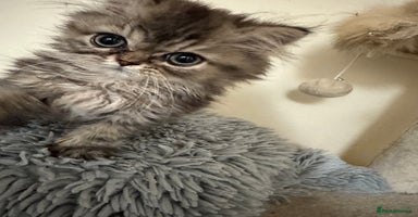 Persian cats Pedigree Persian Teddy Boy Golden Coat - Advert 11