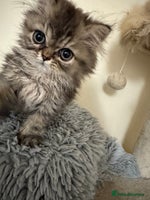 Persian cats Pedigree Persian Teddy Boy Golden Coat - Advert 11