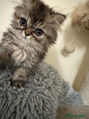 Persian cats Pedigree Persian Teddy Boy Golden Coat - Advert 3