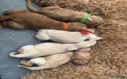 Goldendoodle dogs for sale: Beautiful F1B Goldendoodle Puppies – Ready Soon - Image 10
