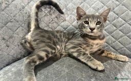 Bengal cats for sale: Striking Blue TICA Male Bengal Kittens 💙  - Image 12