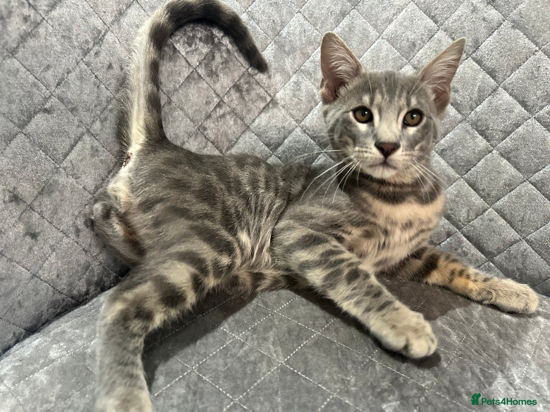 Bengal cats for sale: Striking Blue TICA Male Bengal Kittens 💙  - Image 12