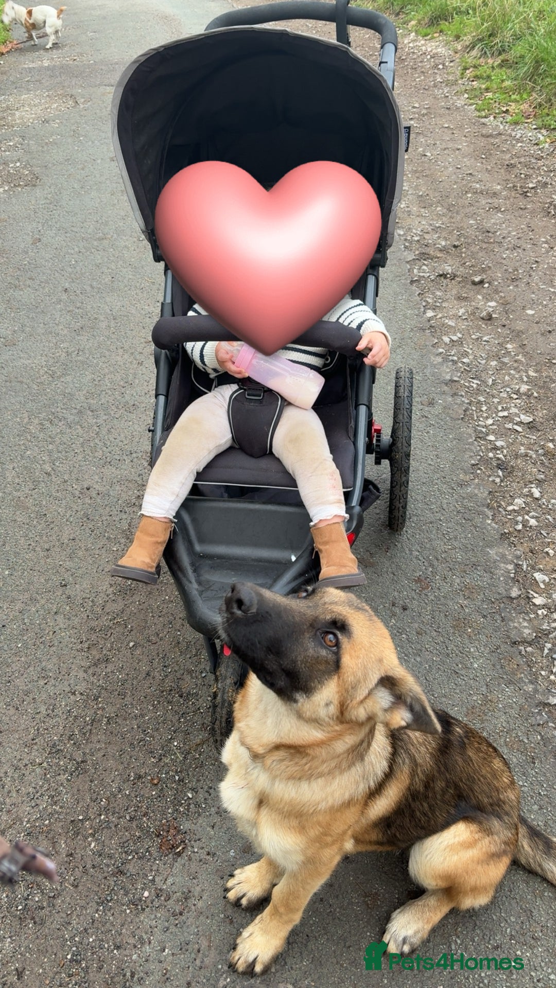 German Shepherd dogs for sale: Skye German shepherd  - Advert 4