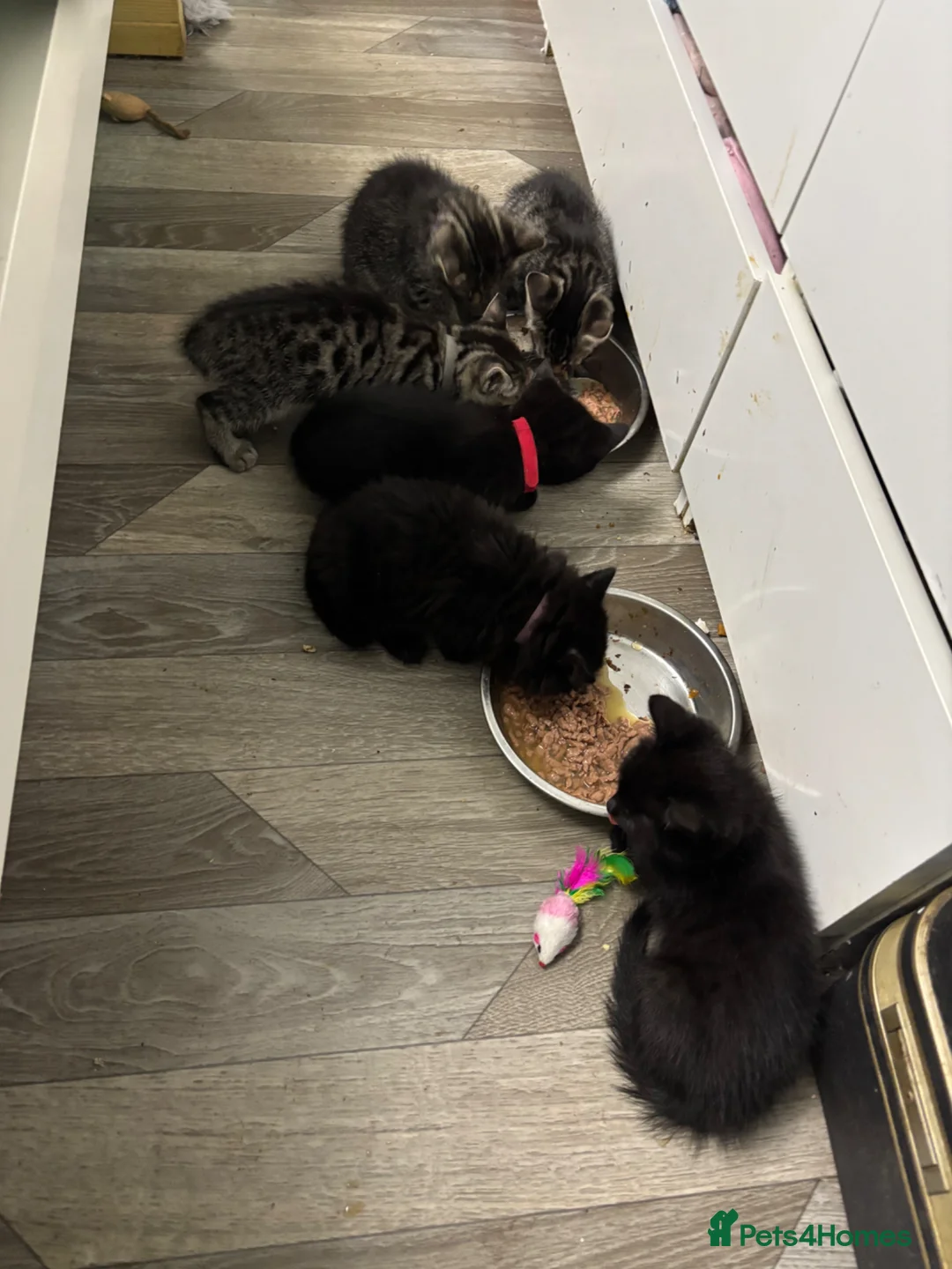 Mixed Breed cats for sale: Last Remaining Male Kitten for sale - Advert 21