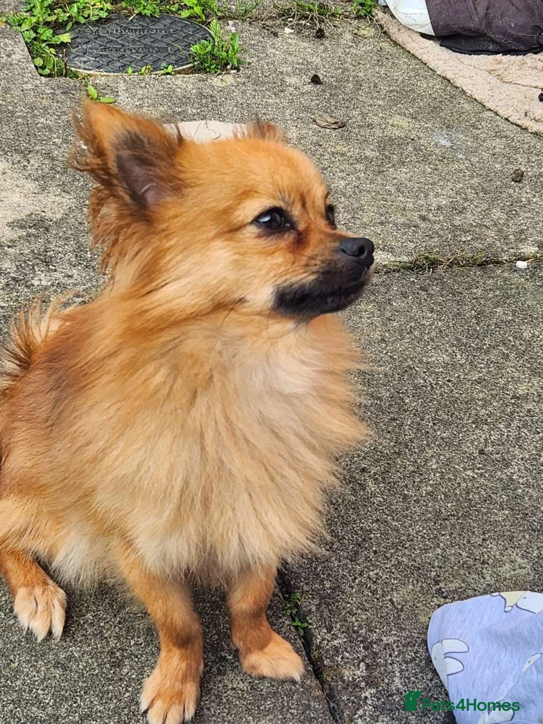 Pomchi dogs for sale: Handsome wee pomchi - Advert 1