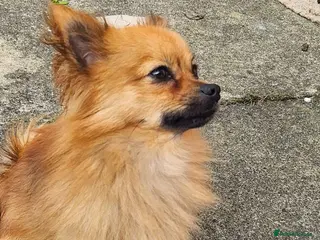 Pomchi dogs Handsome wee pomchi - Advert 2