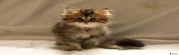 Scottish Fold cats for sale: Scottish Fold PURE BREED TOP QUALITY in Tilbury - Advert 3