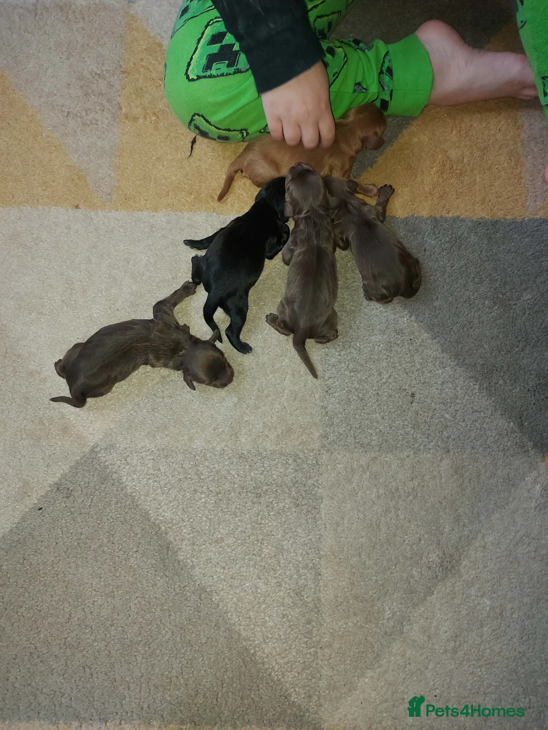 Cocker Spaniel dogs for sale: 5 beautiful cocker spaniel pups - Advert 5