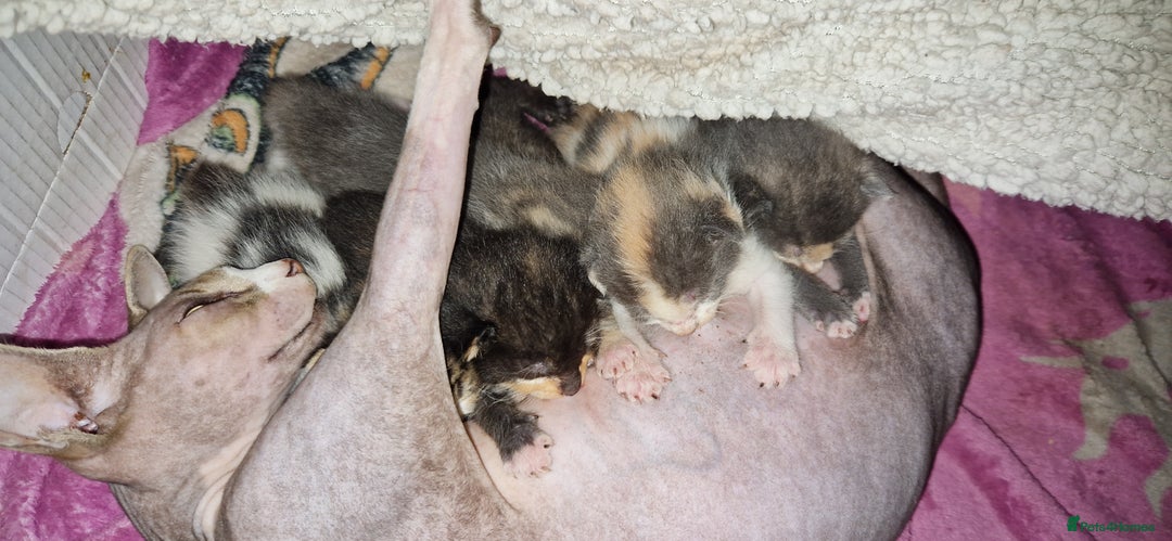 Mixed Breed cats for sale: Maine coon X Sphynx - Advert 4