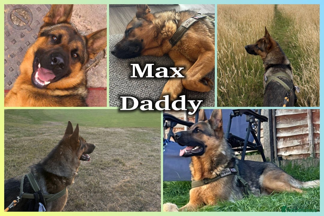 German Shepherd dogs for sale: Beautiful Chunky German Shepherd Puppies! - Image 6