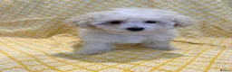 Maltipoo dogs for sale: Beautiful heath tested f1 Malitpoo babies  - Advert 25