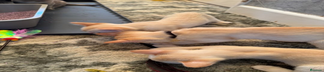 Burmese Kitten Red Girl 2 