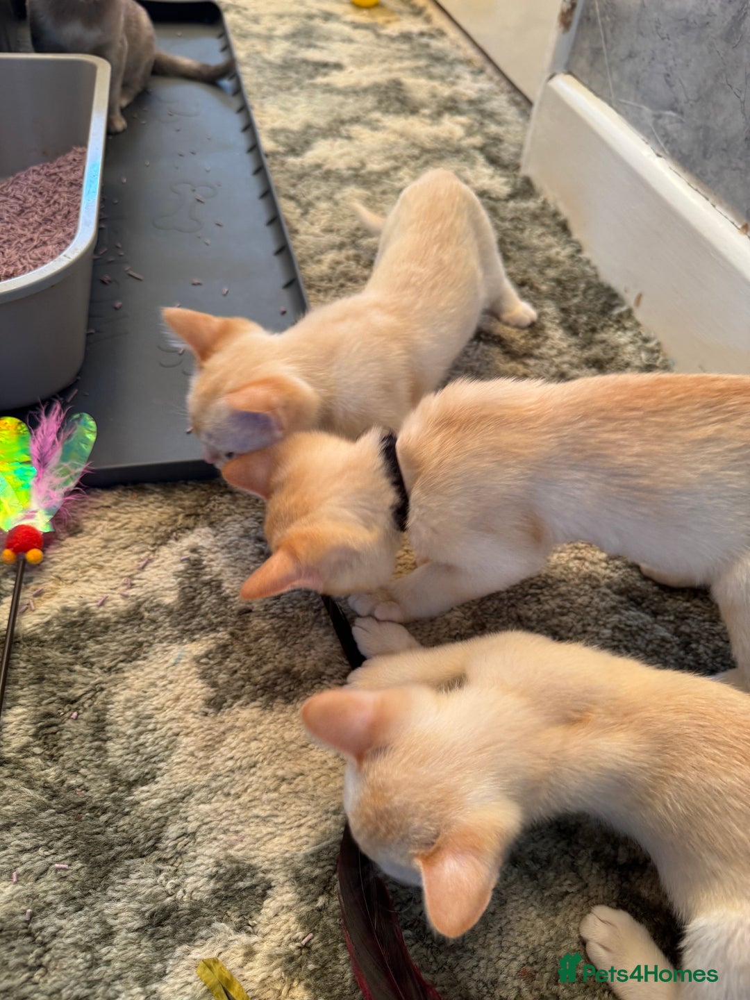 Burmese cats for sale: Burmese Kittens For Sale - Advert 4