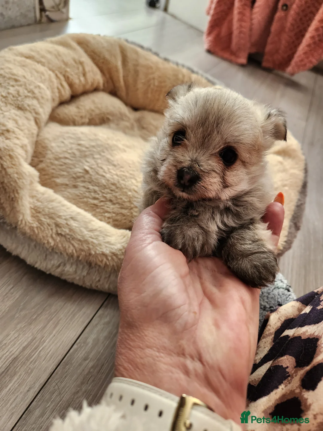 Mixed Breed dogs for sale: Yorkie pom  - Advert 2