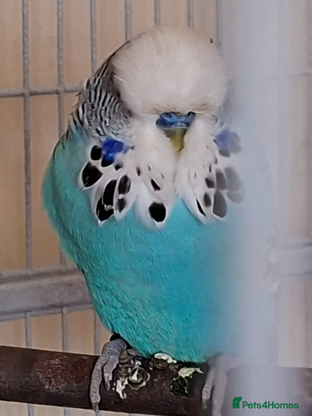 Budgerigars birds for sale: Beautiful show type boy with his 2 lady's  - Advert 2