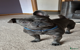 French Bulldog dogs for sale: Buddy Boy - Image 8