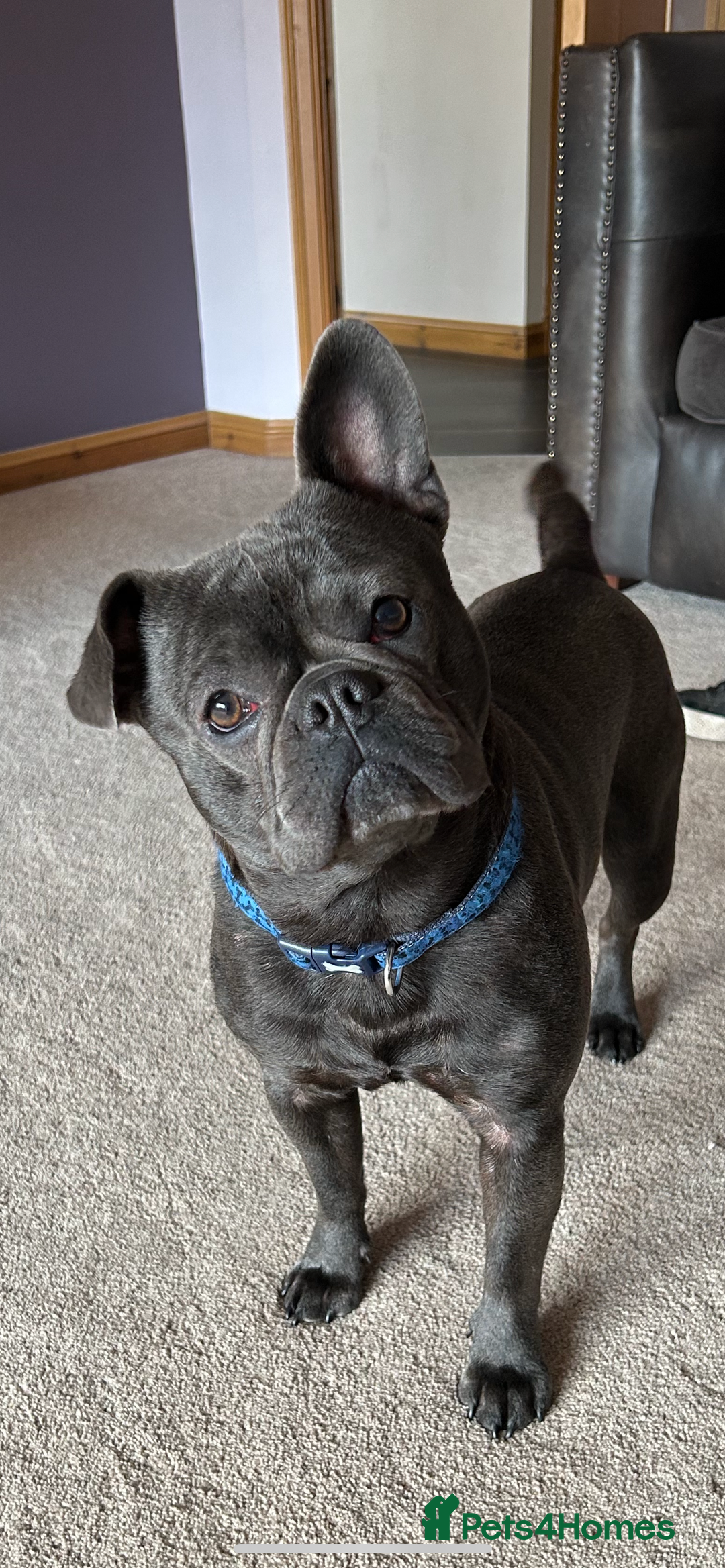 French Bulldog dogs for sale: Buddy Boy - Image 8