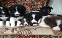 Border Collie dogs for sale: Gorgeous border collie puppies - Image 13