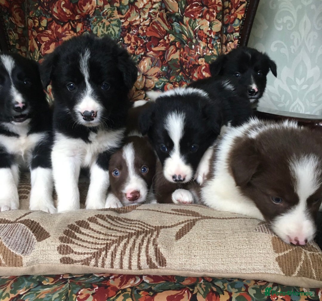 Border Collie dogs for sale: Gorgeous border collie puppies - Image 13