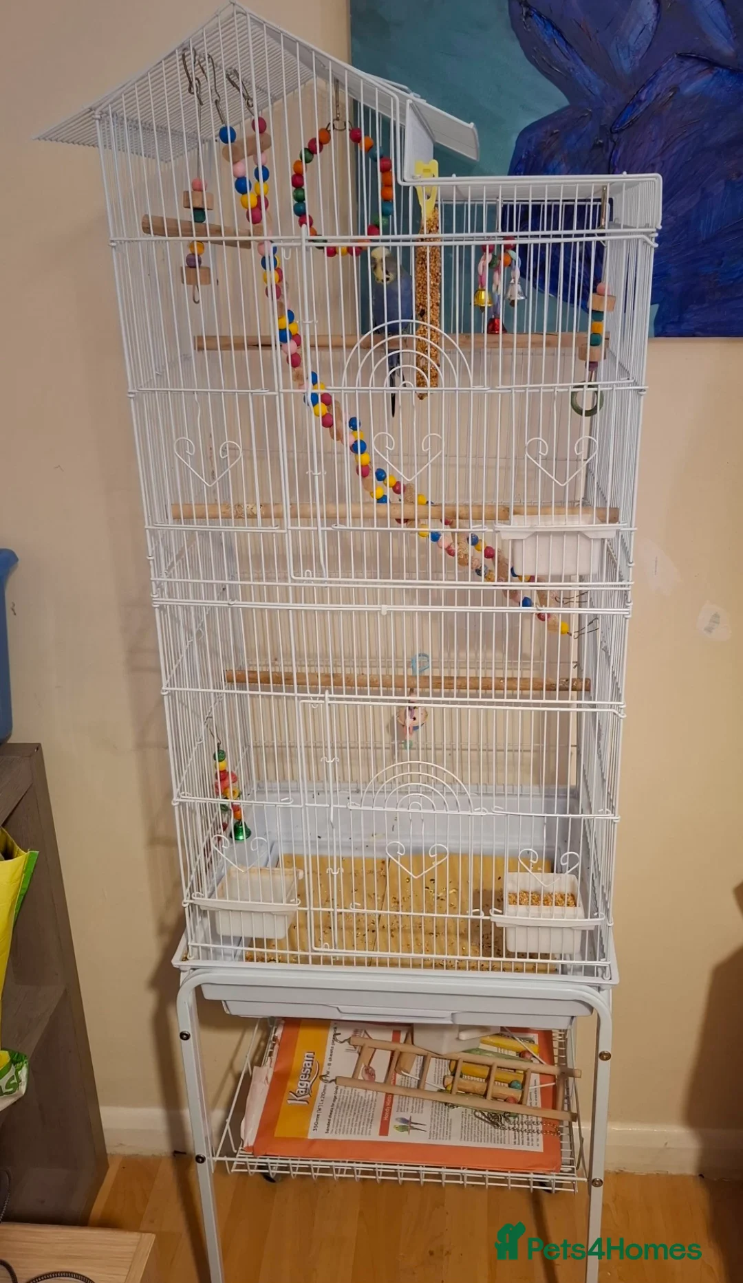 Budgerigars birds for sale: Beautiful blue Budgie with cage in Canterbury - Advert 4