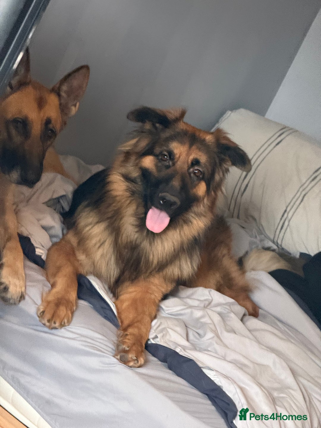German Shepherd dogs for sale: Kyza  - Advert 1
