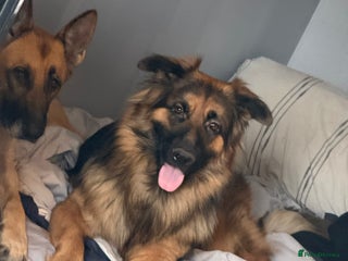 German Shepherd dogs Kyza - Advert 3