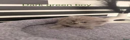 British Longhair cats for sale: Beautiful grey and lilac kittens - Advert 4