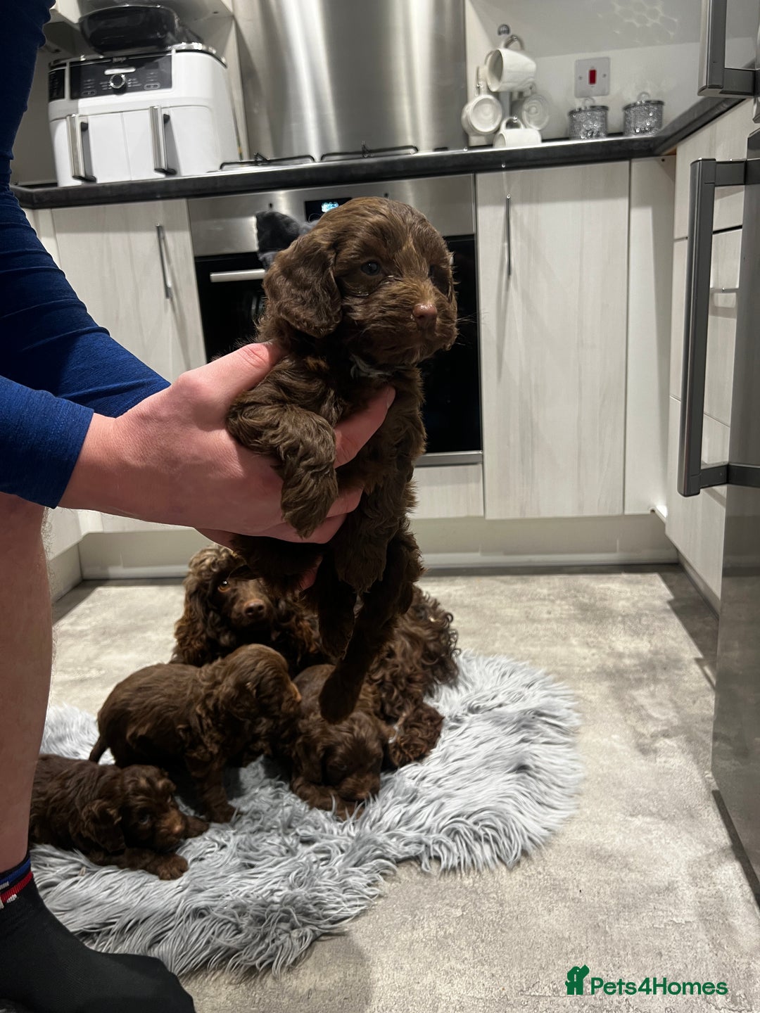 Cockapoo dogs for sale: 4 beautiful cockapoo puppies - Advert 4