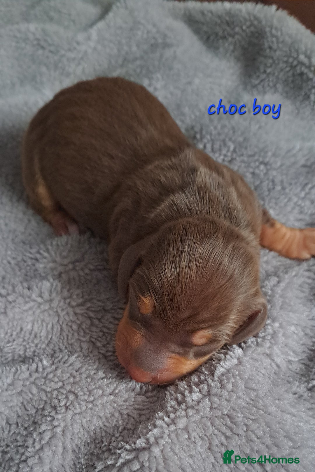 Dachshund dogs for sale: Miniature dachshund puppies  - Advert 9