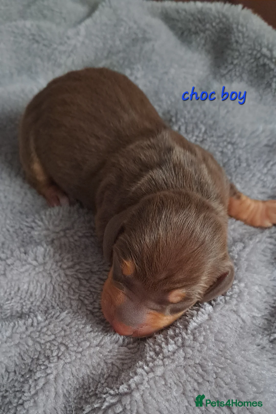 Dachshund dogs for sale: Miniature dachshund 1 girl left - Advert 34