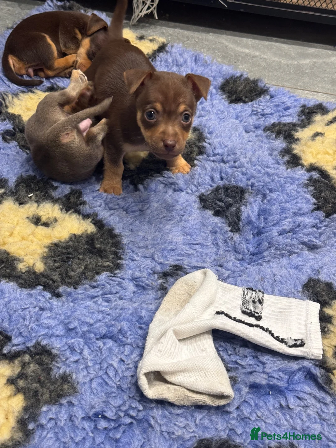 Jack Russell dogs for sale: Miniature Jack Russell  - Advert 2