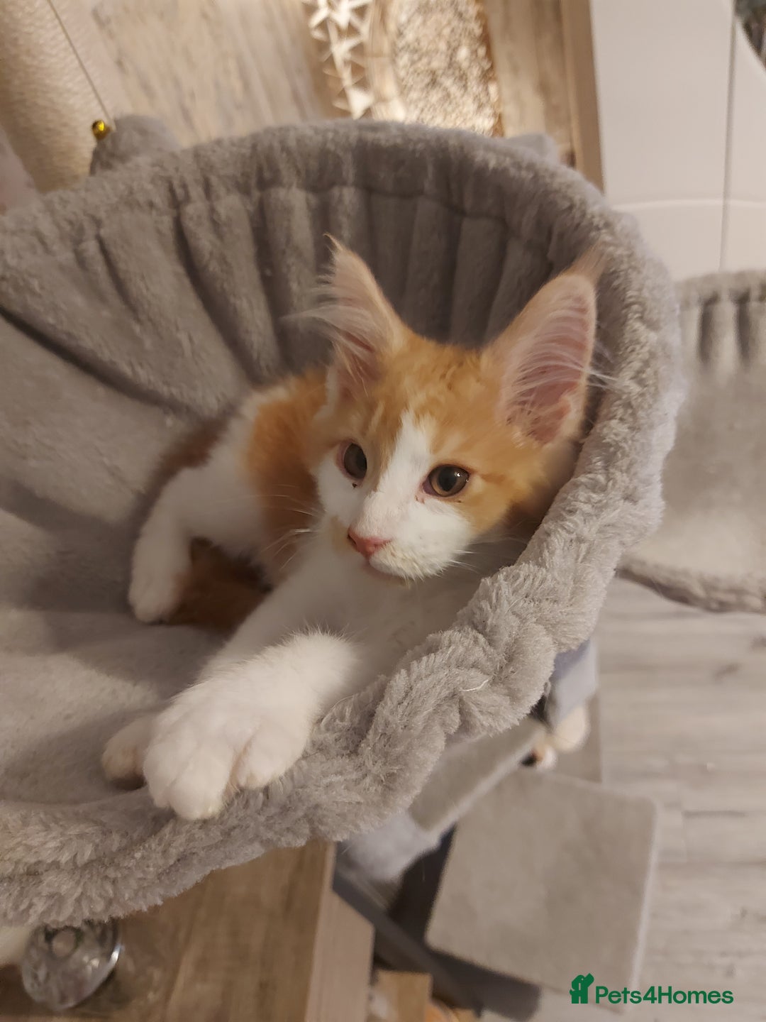 Maine Coon cats for sale: Beautiful XXL Maine-coon kittens 😸 ♥️  - Image 26