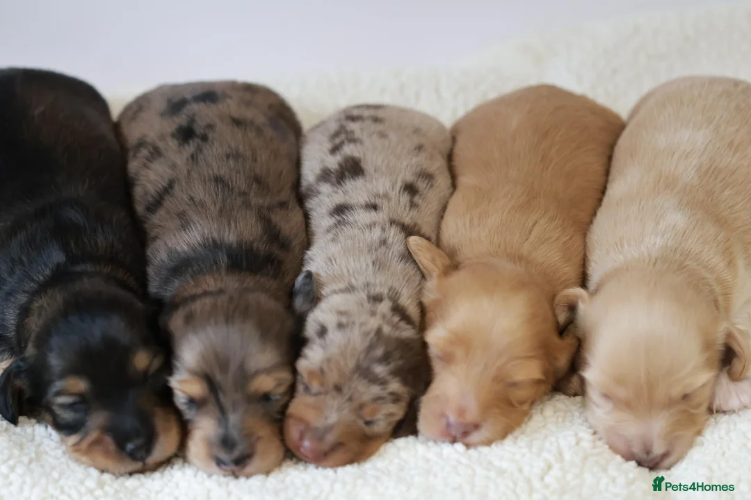 Miniature Dachshund dogs for sale: 5*Licensed+KCreg+Vetchecked+PRAclear+LONG HAIRED - Advert 31
