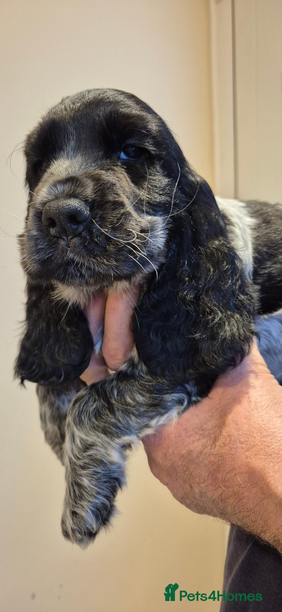 Cocker Spaniel dogs for sale: READY NOW A stunning litter of spaniels  - Advert 7