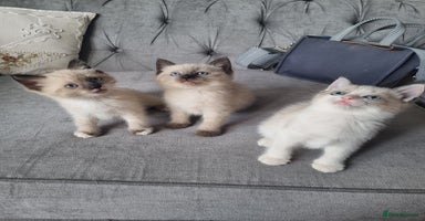 Ragdoll cats - Advert 13